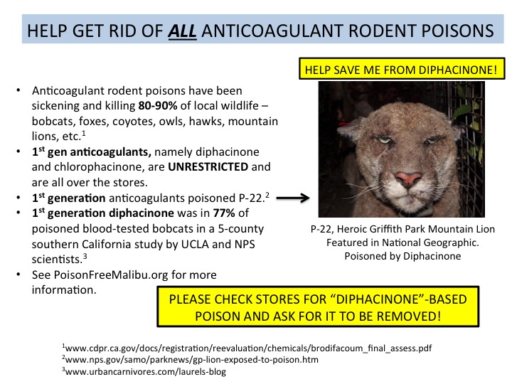 Lessons from a Mangy Coyote: Why Anticoagulant Rodenticides Must Go