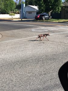Coyote in Altadena, among MANY! There is an outbreak of very sad coyotes that look like this in that area.