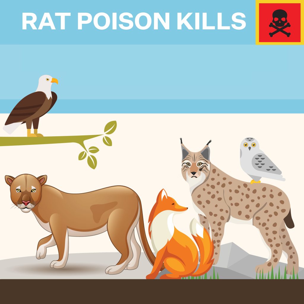 Rodenticide Poisoning in Wildlife